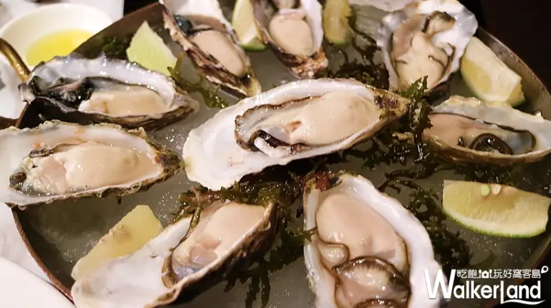 你一定沒有吃過「思萊河生蠔」！這一次不只是要讓你吃「空運來台的生蠔」，還要讓你生蠔吃到飽。