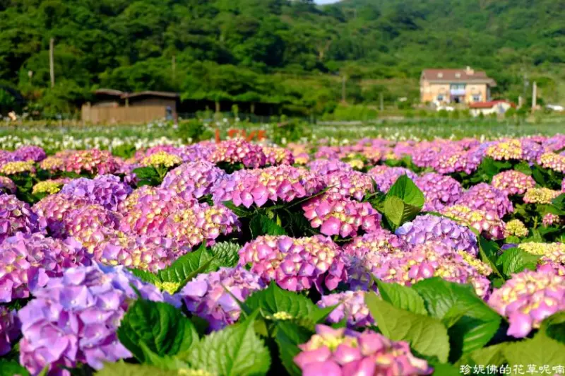 窩客 珍妮佛的花草呢喃 推薦 財福海芋田