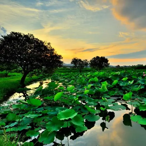 荷花盛開季！新北二重疏洪河濱公園也能賞荷花！夏荷地圖大公開！
