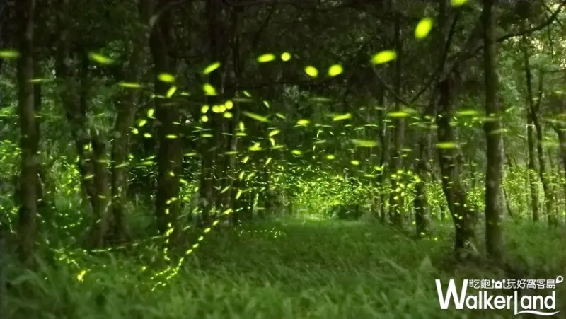 「2019大農大富賞螢趣」 / WalkerLand窩客島整理提供 未經許可不可轉載