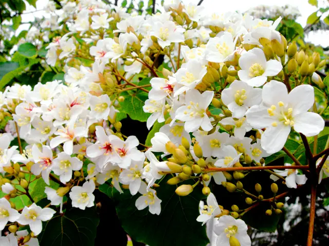 2014客家桐花祭春季開跑 桐花路線大特搜！