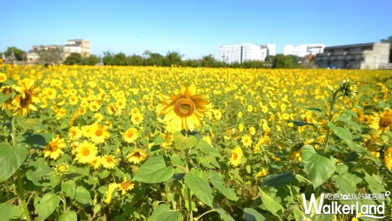 2018桃園花彩節「仙草花」 / WalkerLand窩客島提供