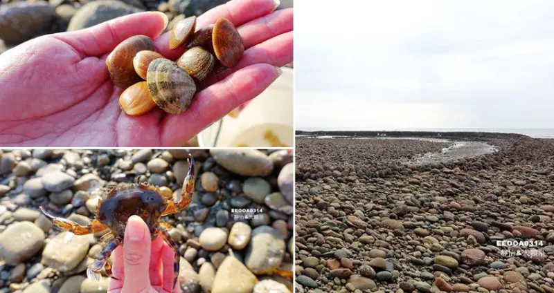 苗栗後龍景點 ▶ 合歡石滬 ▶ 外埔漁港祕境 石滬生態探索 抓螃蟹、挖海瓜子、捕魚樂趣無窮 來石滬挖寶