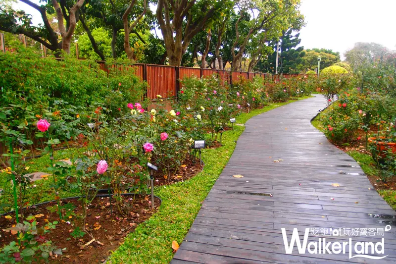 新生公園,玫瑰展,賞花