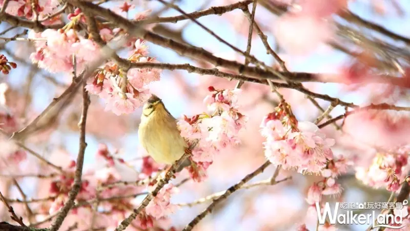 2019武陵農場櫻花祭 / WalkerLand窩客島提供