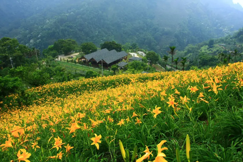 賞花趁現在！賞一大片黃金花海正是時候！台中新社金針花海開跑囉！