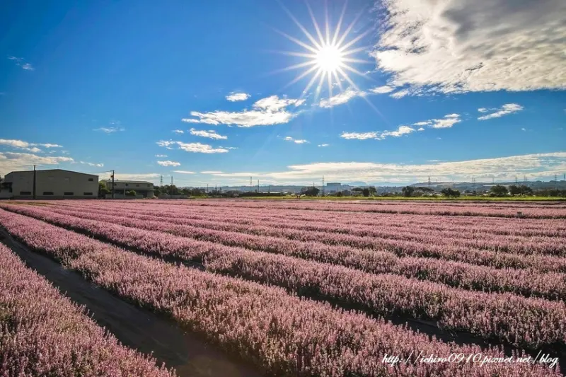 2018桃園花彩節 /旅遊窩客 小風o 提供