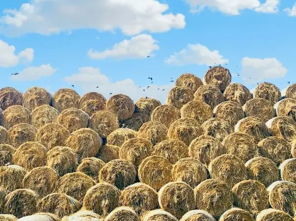 雲林景點「金億陽洋菇農場」/ 窩客 大海愛上藍天  提供