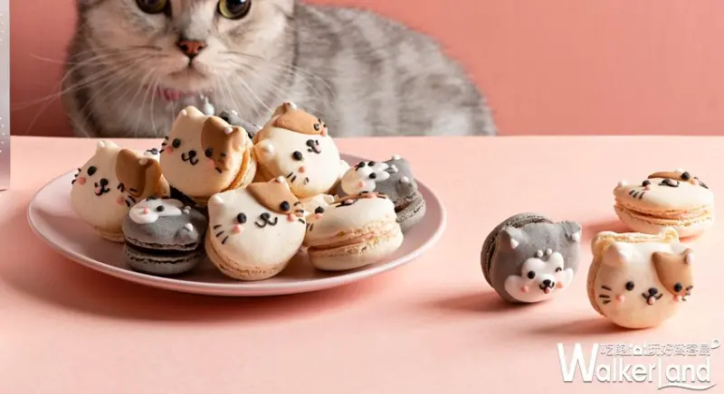 Dazzling Café / WalkerLand窩客島提供