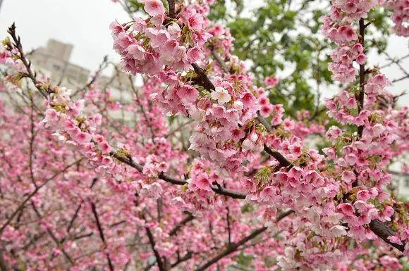 東湖櫻花,樂活公園.樂活櫻花,寒櫻