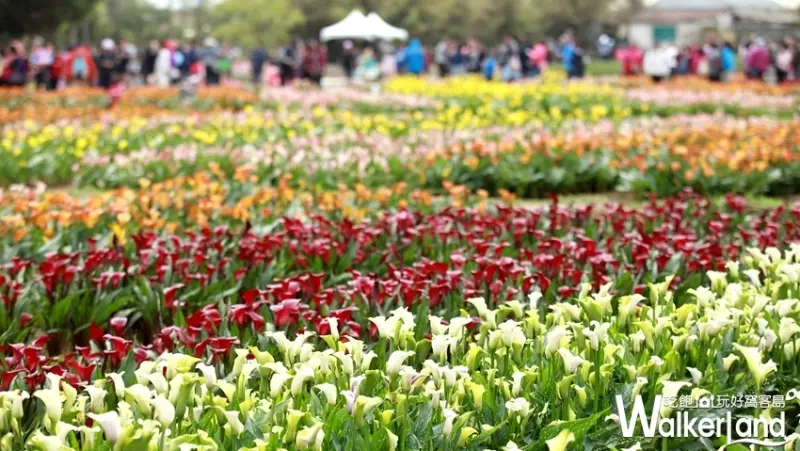 2019桃園彩芋季 / WalkerLand窩客島提供