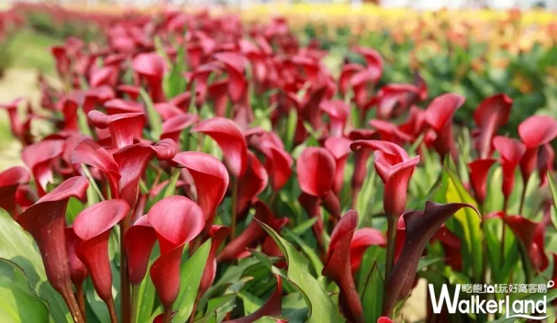 2019桃園彩芋季 / WalkerLand窩客島提供