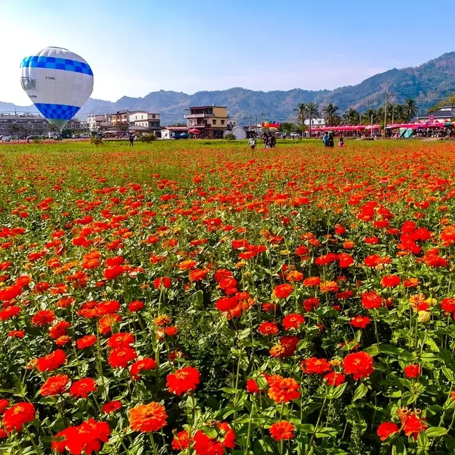 高雄景點推薦║2015美濃花海。過年一同來感受滿滿波斯菊與客家田間風光