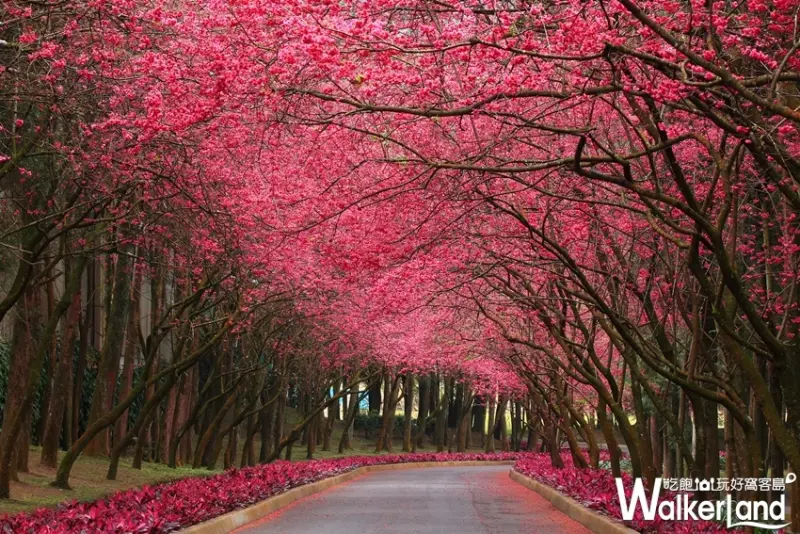 九族文化村 / WalkerLand窩客島提供