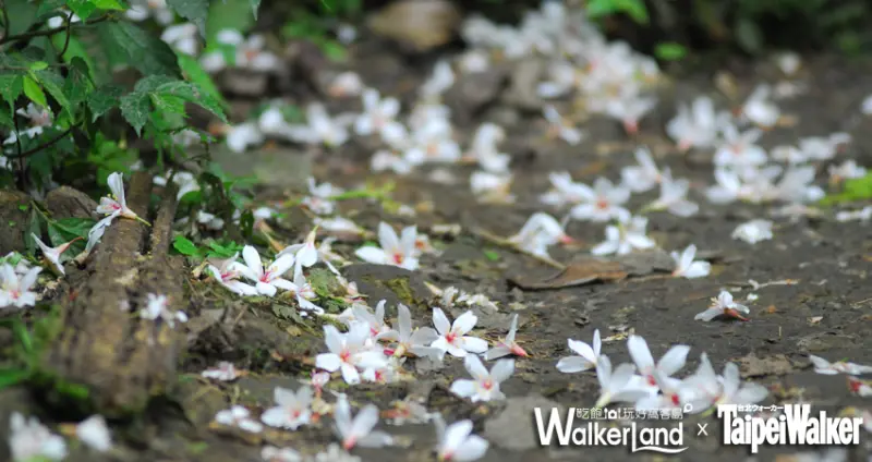 賞桐不用人擠人！6個台北人不知道的桐花秘境！