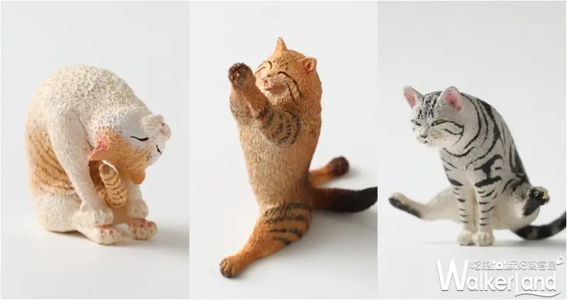 貓瑜珈大師 / WalkerLand窩客島提供