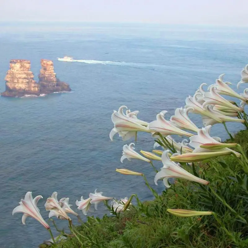 北海岸觀賞野百合 台灣百合復育活動迴響熱烈