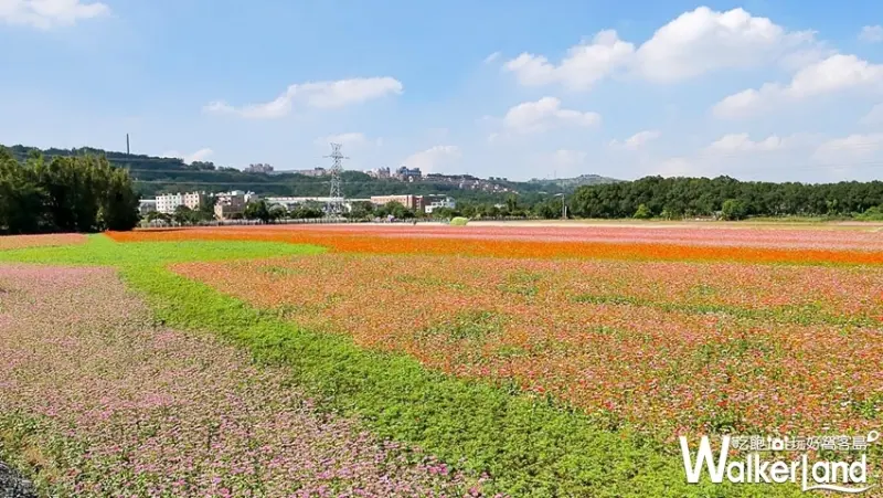 2018桃園花彩節「仙草花」 / WalkerLand窩客島提供