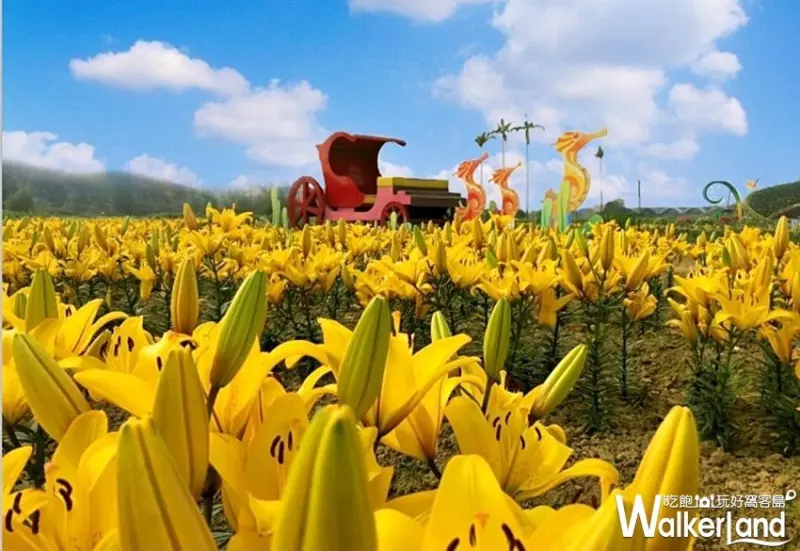 2019桃園彩色海芋季 / WalkerLand窩客島整理提供