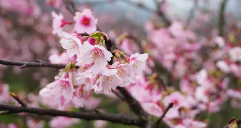 2016櫻花季第一彈!陽明山「平菁街42巷」櫻花開了,預估下週滿開!