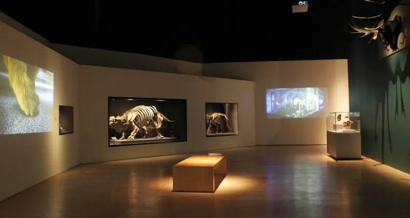 「大英自然史博物館展」/ WalkerLand窩客島提供