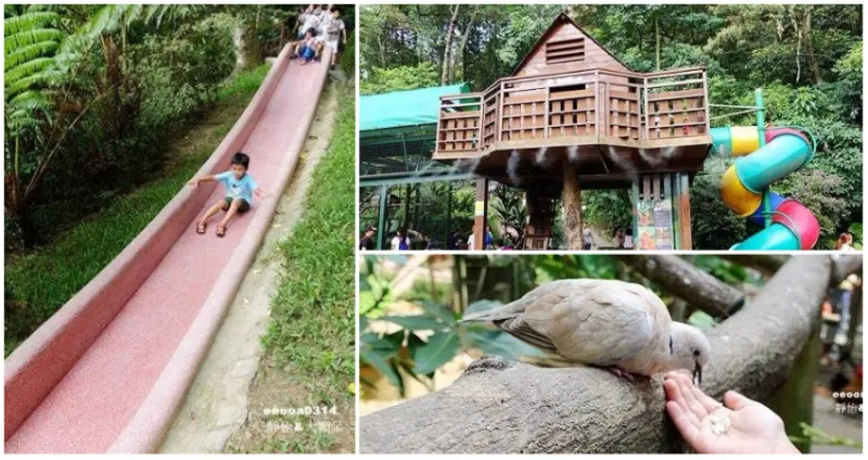 新竹旅遊景點 ▶ 森林鳥花園 ▶ 最貼近森林鳥叫的快樂鳥花園 親子同遊好去處 溜滑梯、沙坑、迷宮、餵食可愛鳥兒