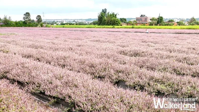 2018桃園花彩節「仙草花花海」 / WalkerLand窩客島提供