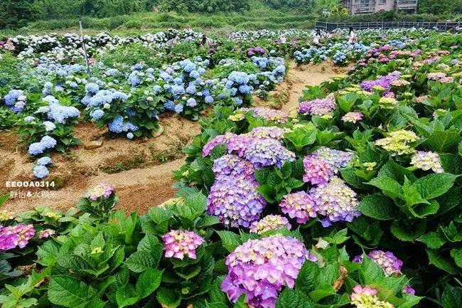 窩客 靜怡 推薦 高家花田