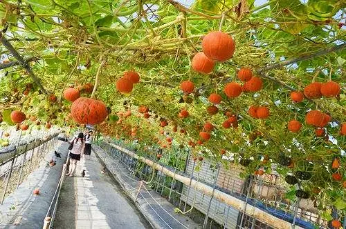 南瓜王國-旺山休閒農場~~感受被南瓜包圍的幸福