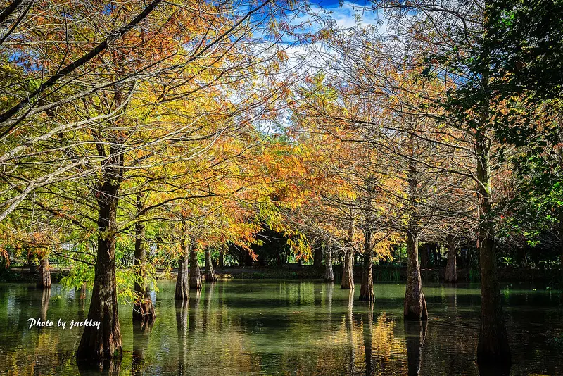 花蓮景點「鈺展落羽松森林」/ 窩客 jacklsy 提供