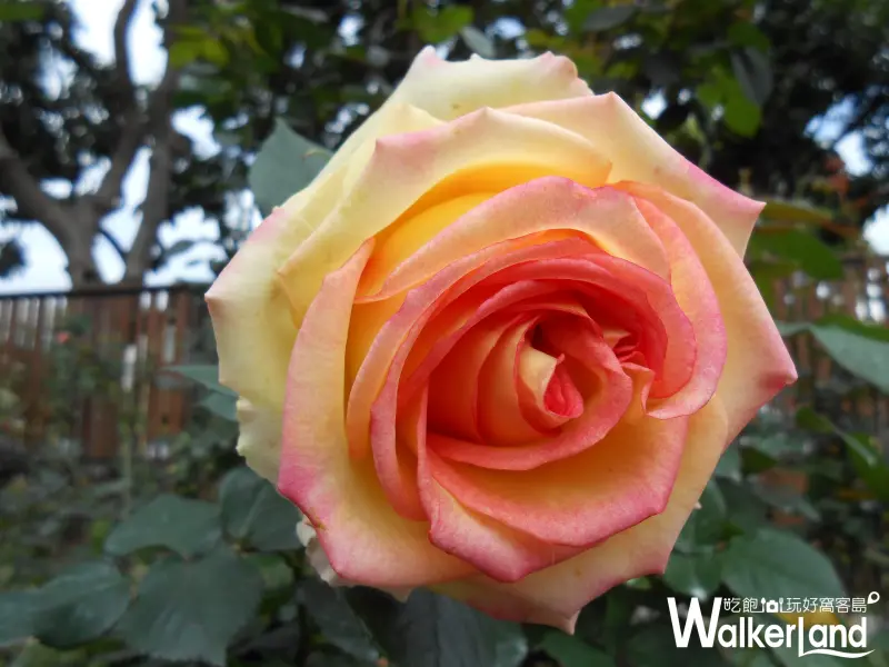 新生公園,玫瑰展,賞花