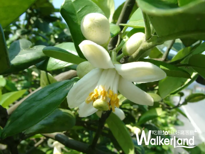 柚花,中山休閒農業園區,宜蘭冬山