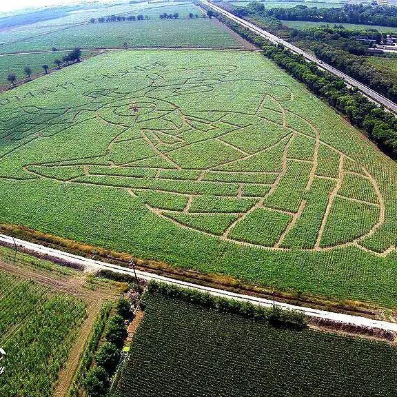 嘉義出現全台最大、高度2公尺的玉米田迷宮，大鳥圖騰究竟代表什麼呢？