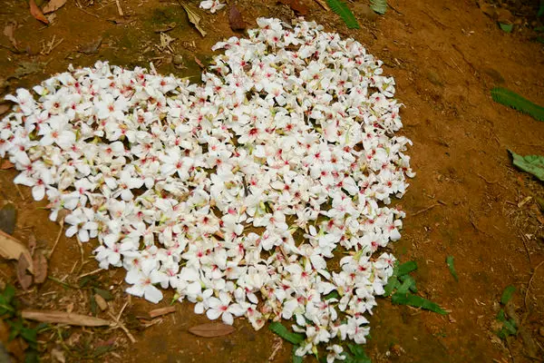 旅遊窩客 旅行‧履行中 曾在「四月雪小徑」