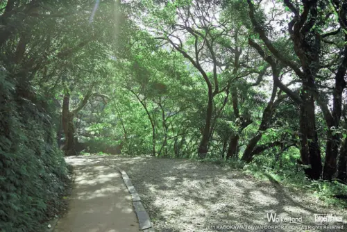 訪陽明山，感受金黃秋日山海魅力