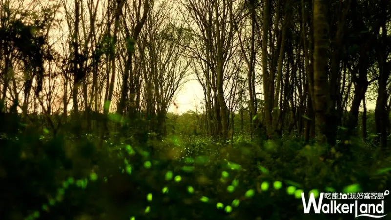 「2019大農大富賞螢趣」 / WalkerLand窩客島整理提供 未經許可不可轉載