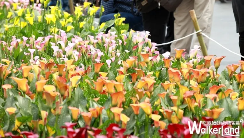 2019桃園彩芋季 / WalkerLand窩客島提供