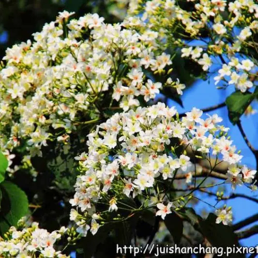 四月雪飄起～2015客家桐花祭南投牛耳開跑！全台賞桐秘境報你知！