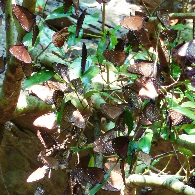 《2013-2014茂林紫蝶幽谷 雙年賞蝶系列活動》蝴蝶都來山谷過冬了，那你呢？