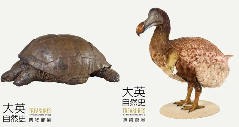 「大英自然史博物館展」/ WalkerLand窩客島提供