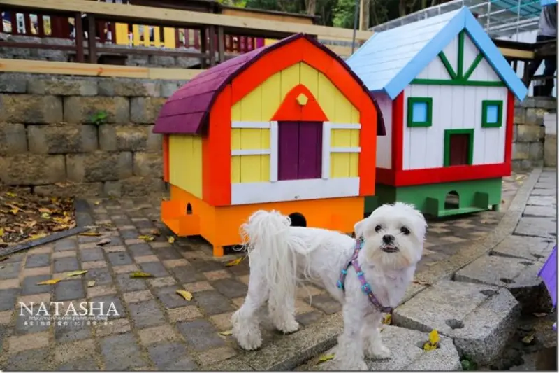 寵物友善餐廳在哪裡？快帶你們家的毛老大奔向寵物餐廳吧！