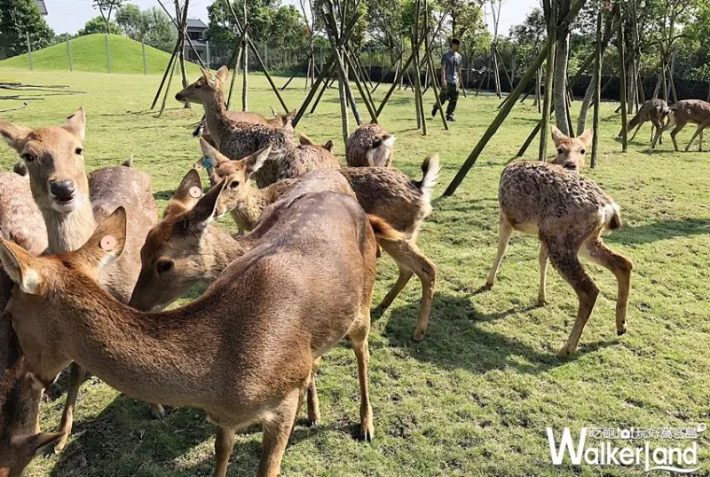 宜蘭斑比山丘 / WalkerLand窩客島整理提供 未經許可不可轉載