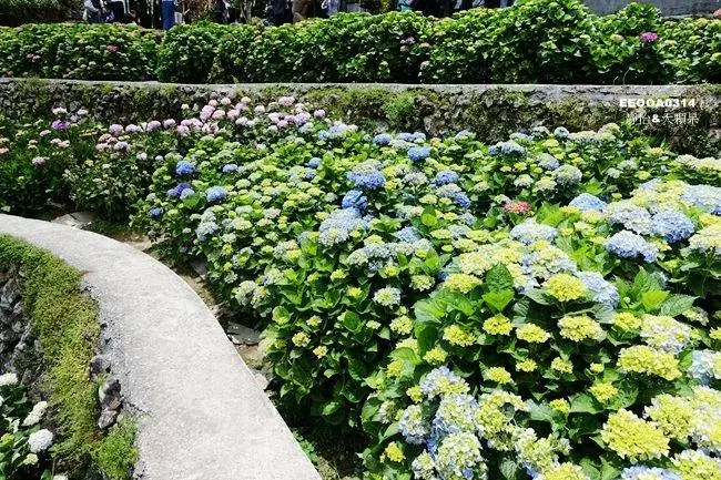 窩客 靜怡 推薦 大梯田花卉生態農場