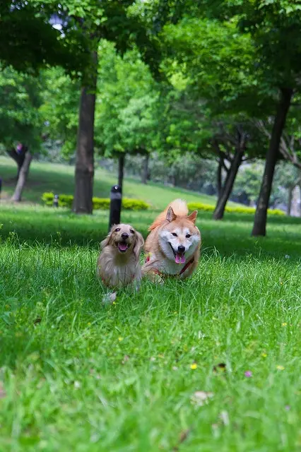 ╠桃園景點╣推薦優質公園/寵物景點/外拍/家人踏青-大溪埔頂公園