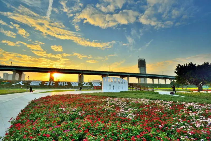 幸福水漾園區四公頃花海提前綻放！油菜花田、大波斯菊接力盛開中！