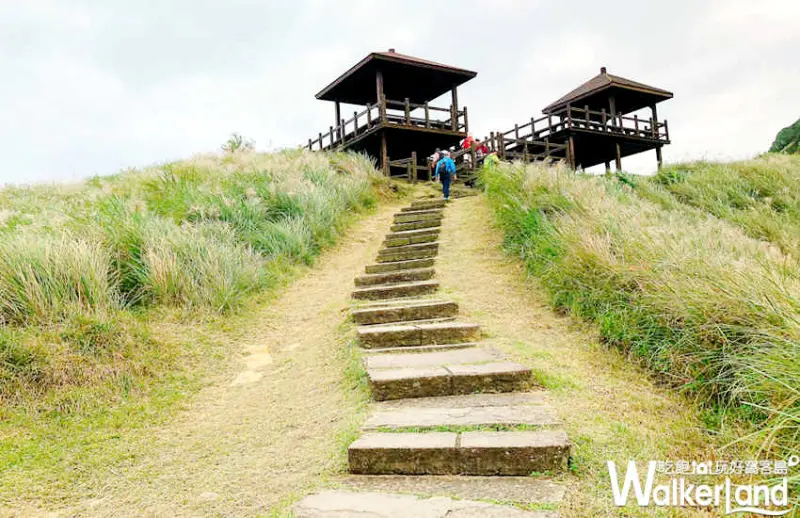草嶺古道芒花季 10月30日花況