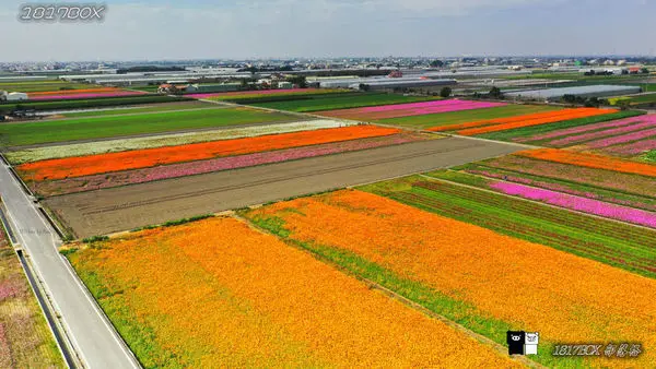 雲林景點「雲林 . 莿桐孩沙里花海」/ 窩客 1817BOX   提供