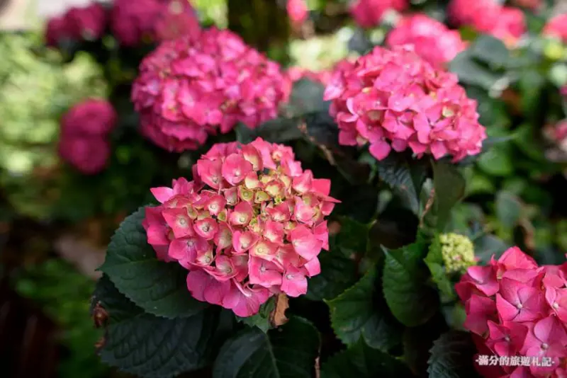 窩客 滿分 推薦 台北奧萬大