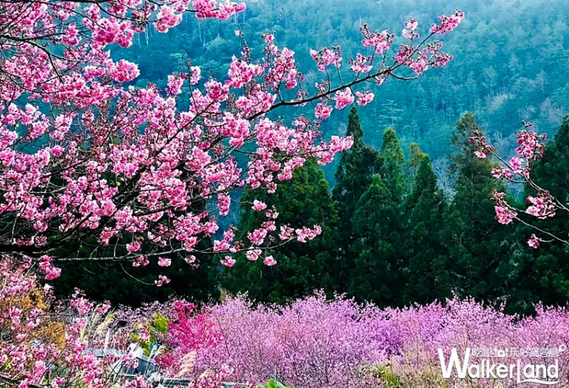 2019武陵農場櫻花祭 / WalkerLand窩客島提供