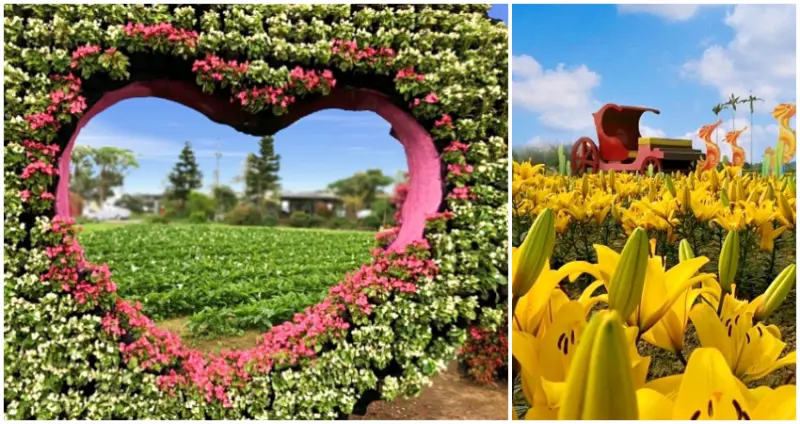 2019桃園彩色海芋季 / WalkerLand窩客島整理提供